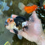 A Grade SPECIAL Tricolor Oranda Male 5.5 inches #062025OR_17