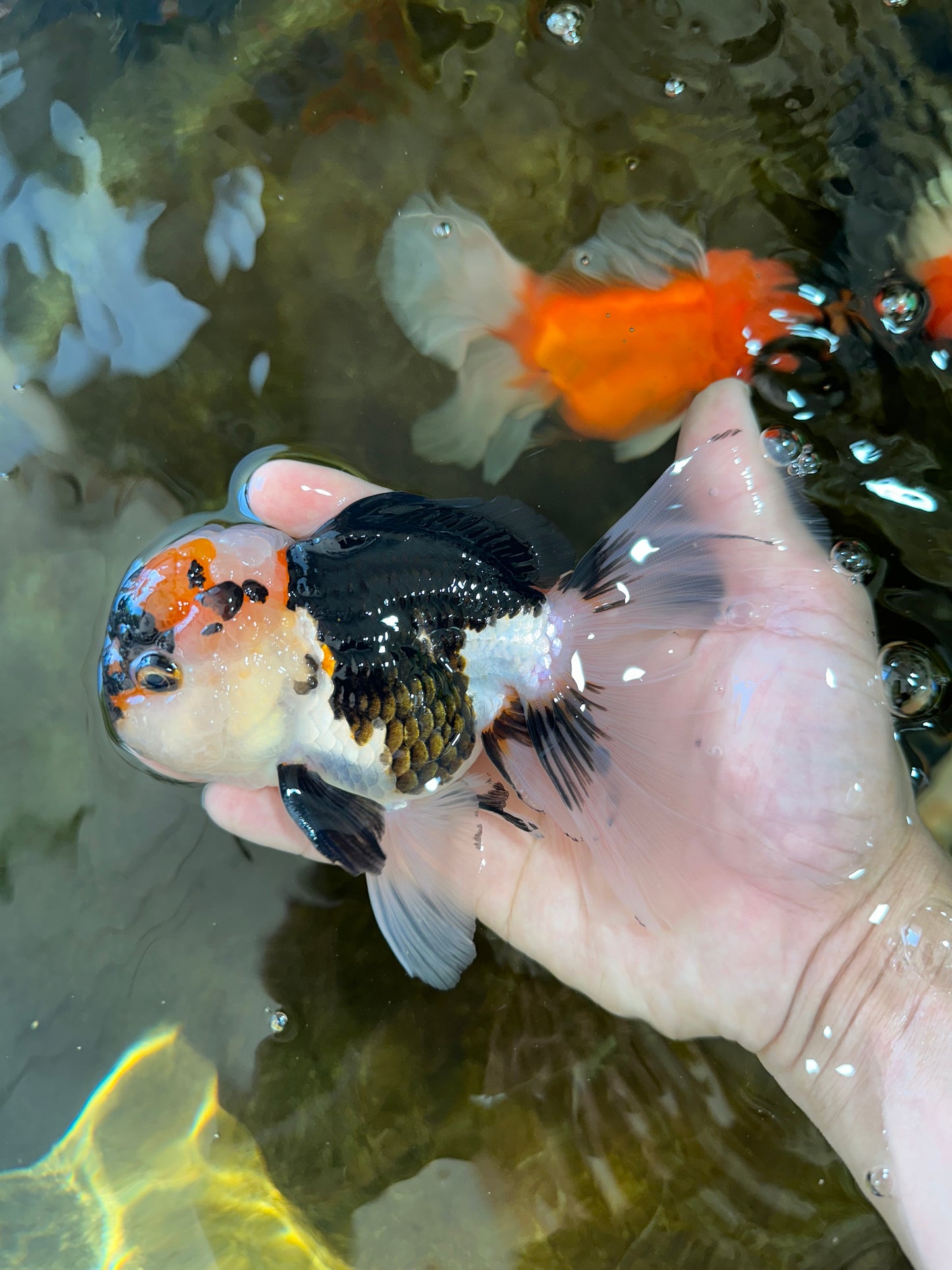 A Grade SPECIAL Tricolor Oranda Male 5.5 inches #062025OR_17