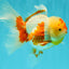 A Grade Red White Oranda Female 6 inches #072426OR_17