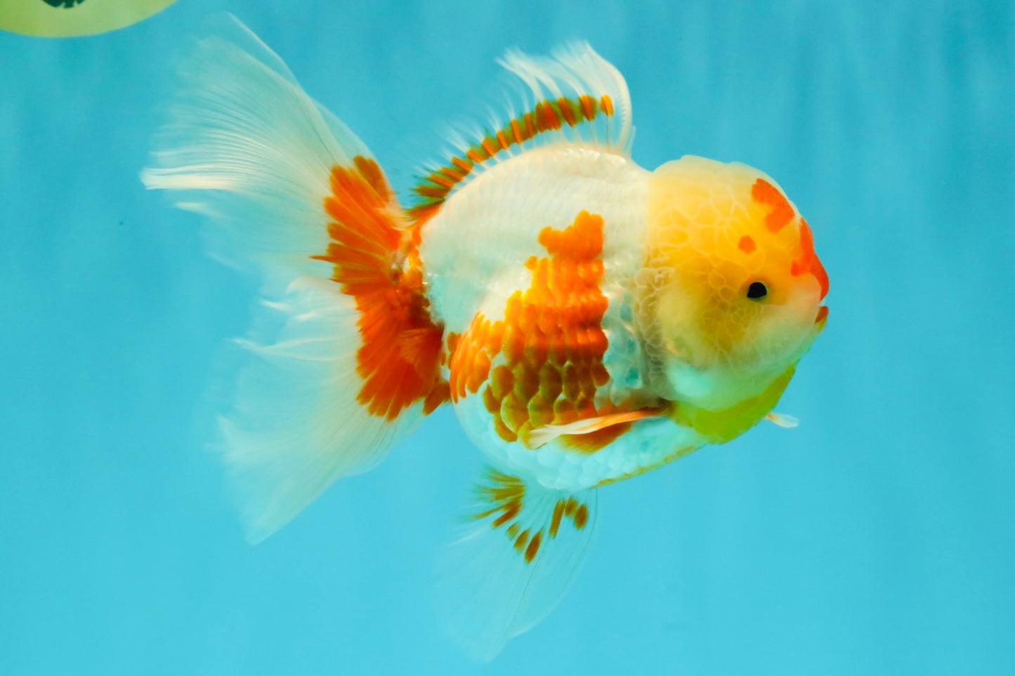 A Grade Red White Oranda Female 6 inches #072426OR_17
