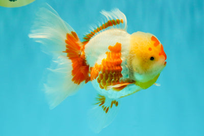 A Grade Red White Oranda Female 6 inches #072426OR_17
