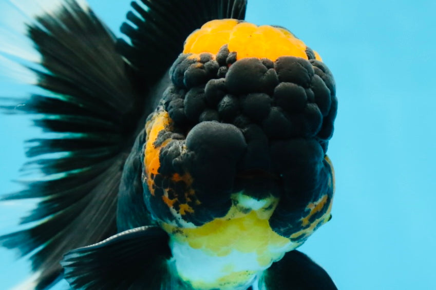 A Grade Lava Head Tricolor Oranda Male 5.5-6 inches #052325OR_08