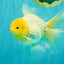 A Grade White Oranda Male 6 inches #061926OR_26