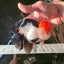 AAA Grade Cheeky Tricolor Oranda Male 5.5 inches #110124OR_15