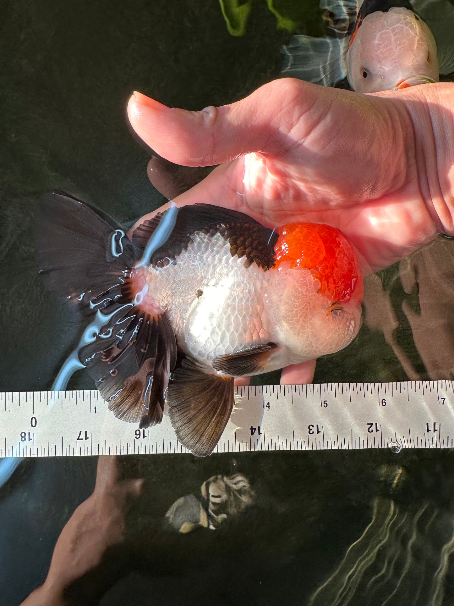 AAA Grade Cheeky Tricolor Oranda Male 5.5 inches #110124OR_15