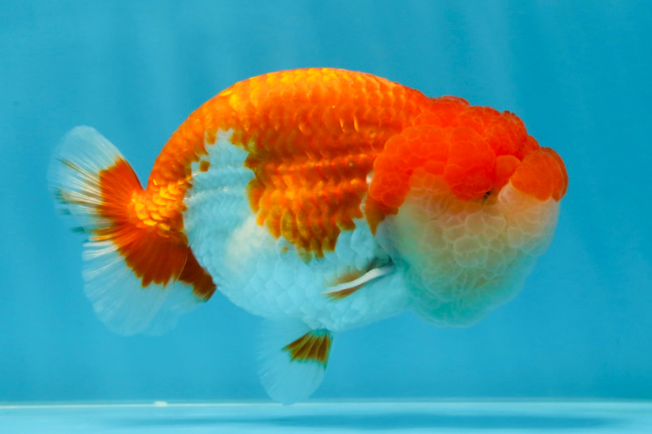 AAA Grade TOP Red White LionKing 4.5 inches #051625LC_37