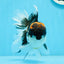 A Grade Tricolor Oranda Male 5.5 inches #0920OR_24