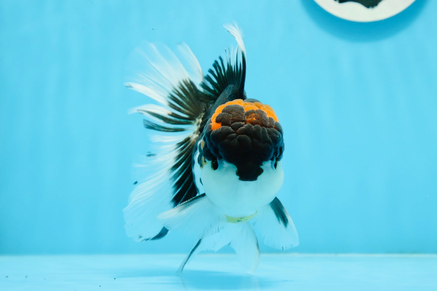 A Grade Tricolor Oranda Male 5.5 inches #0920OR_24