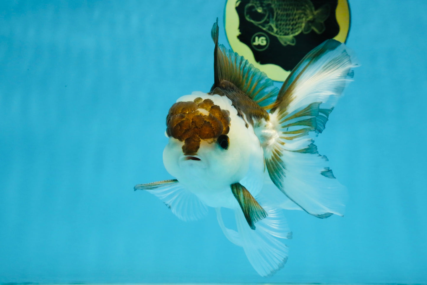 Panda Oranda Male 5-5.5 inches #112125OR_21