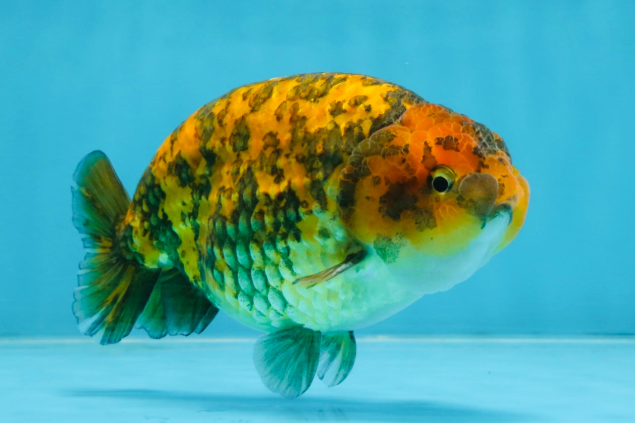 A Grade Tiger LionKing 5 inches #103125LC_14