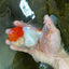 A Grade Red Cap Oranda Male 5.5 inches #062725OR_21