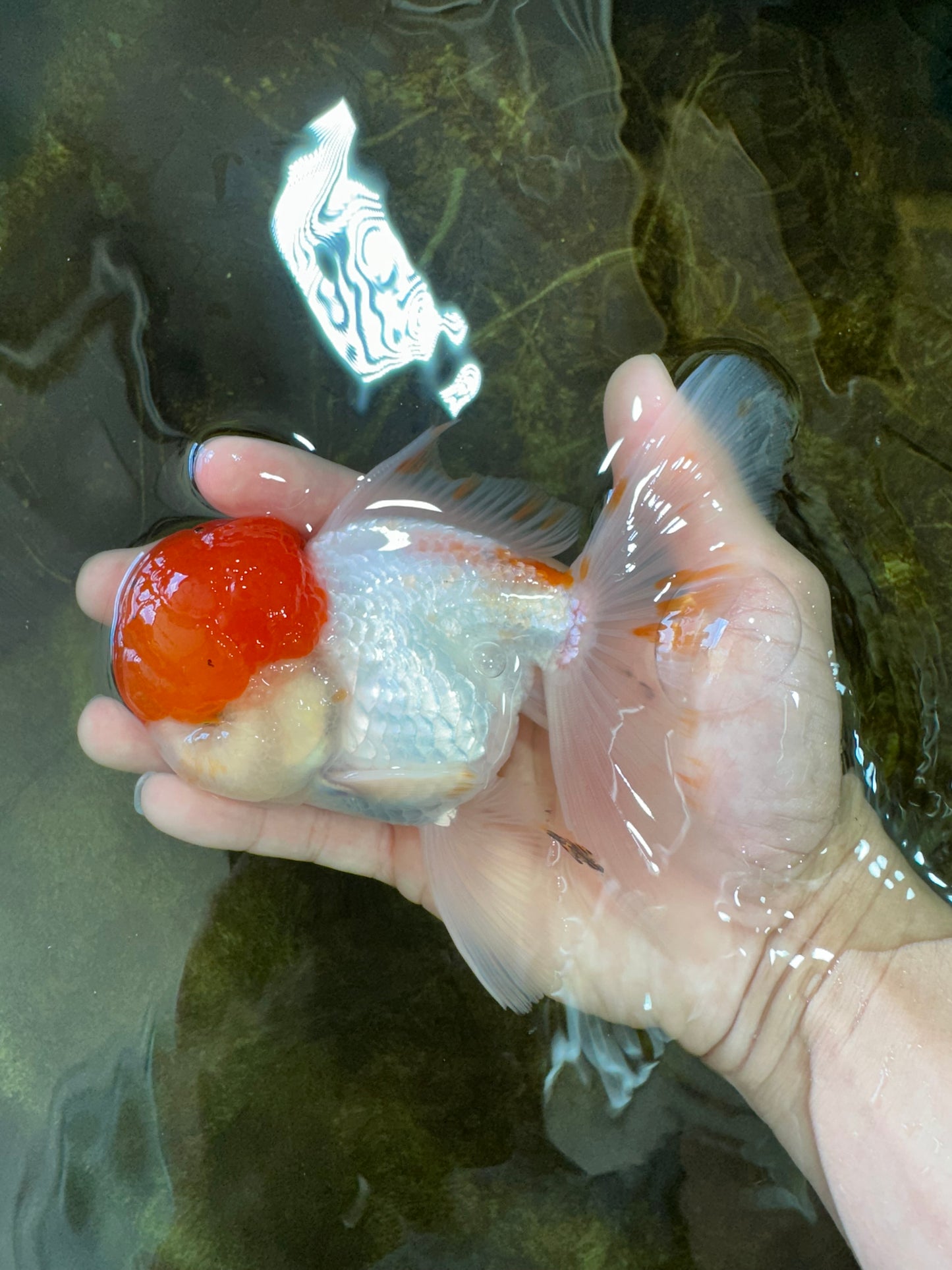 A Grade Red Cap Oranda Male 5.5 inches #062725OR_21