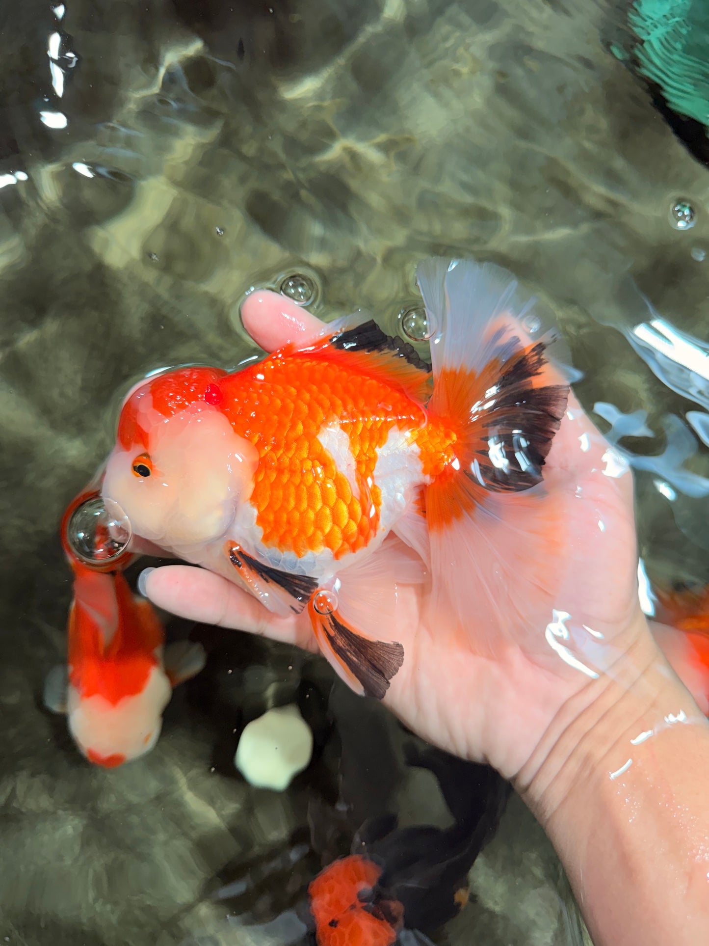 A Grade Red White Oranda Male 5.5 inches #042426OR_07