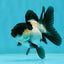 Panda Oranda Female 3.5 inches #1004OR_24