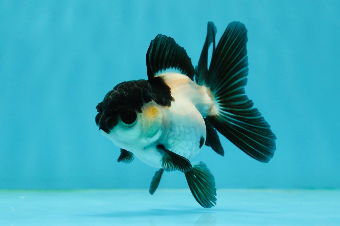 Panda Oranda Female 3.5 inches #1004OR_24