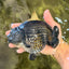 CHUBBY AAA Grade Black Blue Ranchu Female 5.5 inches #100926RC_31