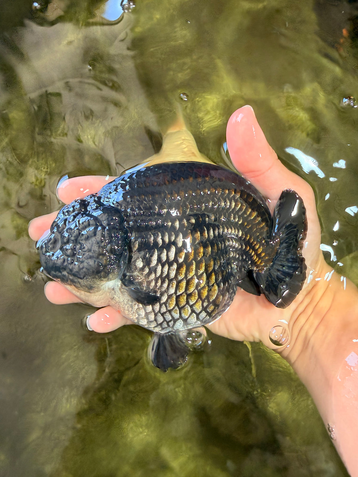 CHUBBY AAA Grade Black Blue Ranchu Female 5.5 inches #100926RC_31