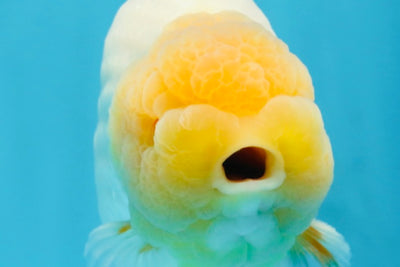 Lemonhead Pattern Lemonhead Pattern – Jimmy Goldfish