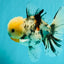 CHONKY AAA Grade Marble Oranda Male 5.5-6 inches #071726OR_28