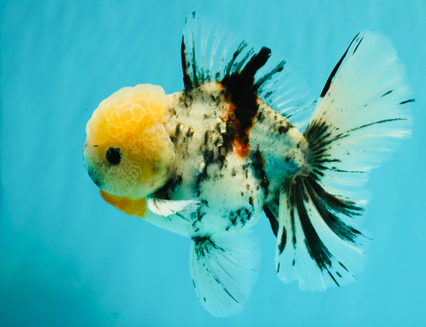 CHONKY AAA Grade Marble Oranda Male 5.5-6 inches #071726OR_28