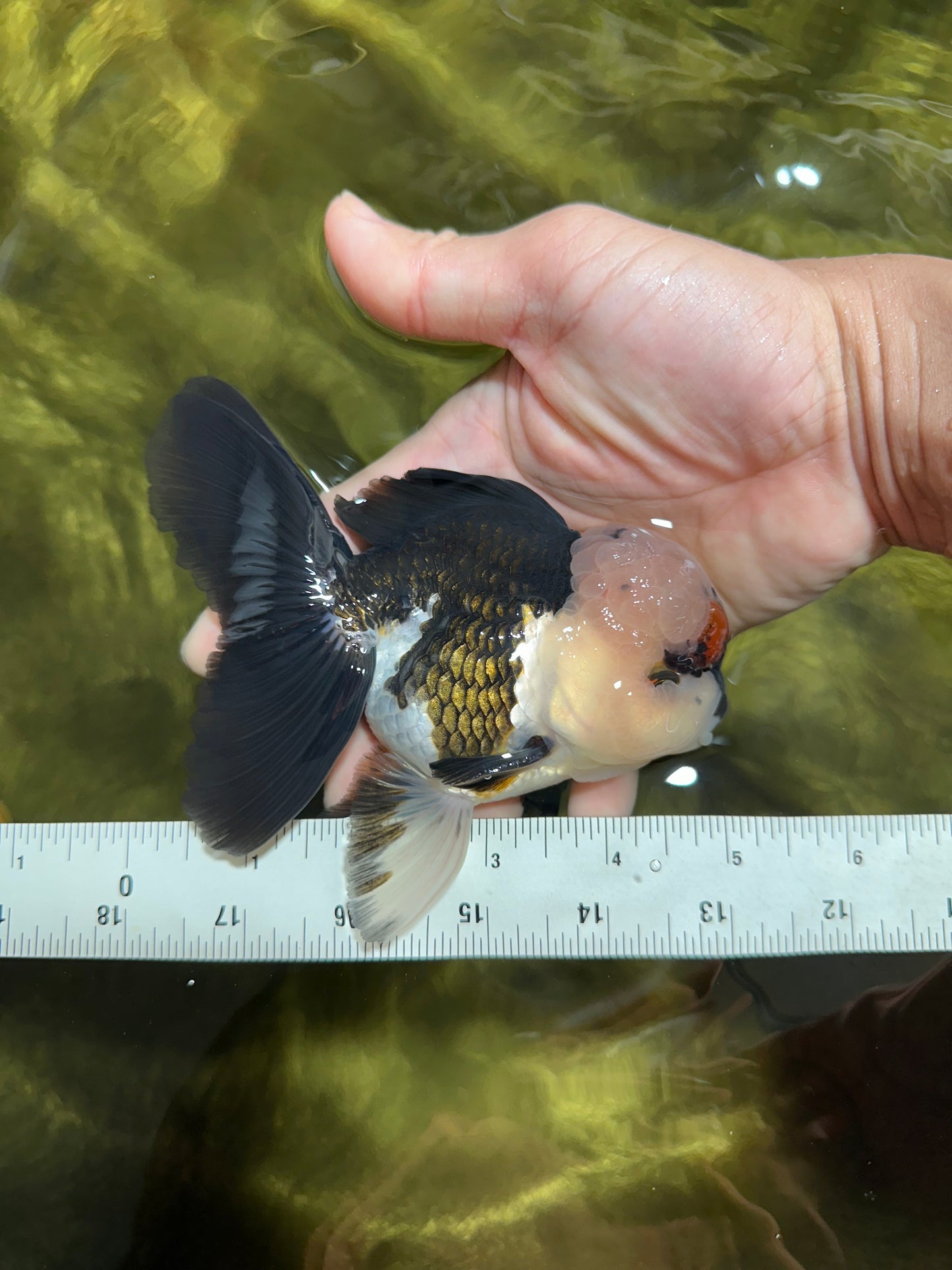 FLUFFY WEN A Grade Mochi Tricolor Oranda Male 4.5-5 inches #041825OR_08
