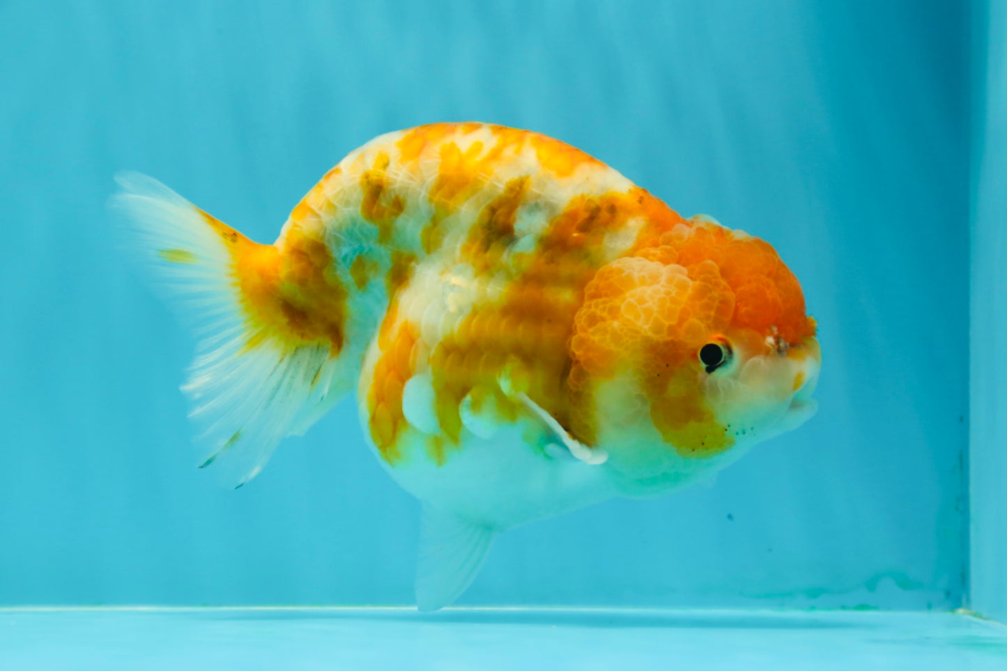 Sakura Blue Base Ranchu Female 5.5 inches #0126RC_04