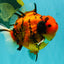 ELVIS AAA Grade Kohaku Sakura Yuanbao Male 4.5-5 inches #092526YB_08
