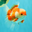 AAA Grade Red White Oranda Male 5 inches #061926OR_23