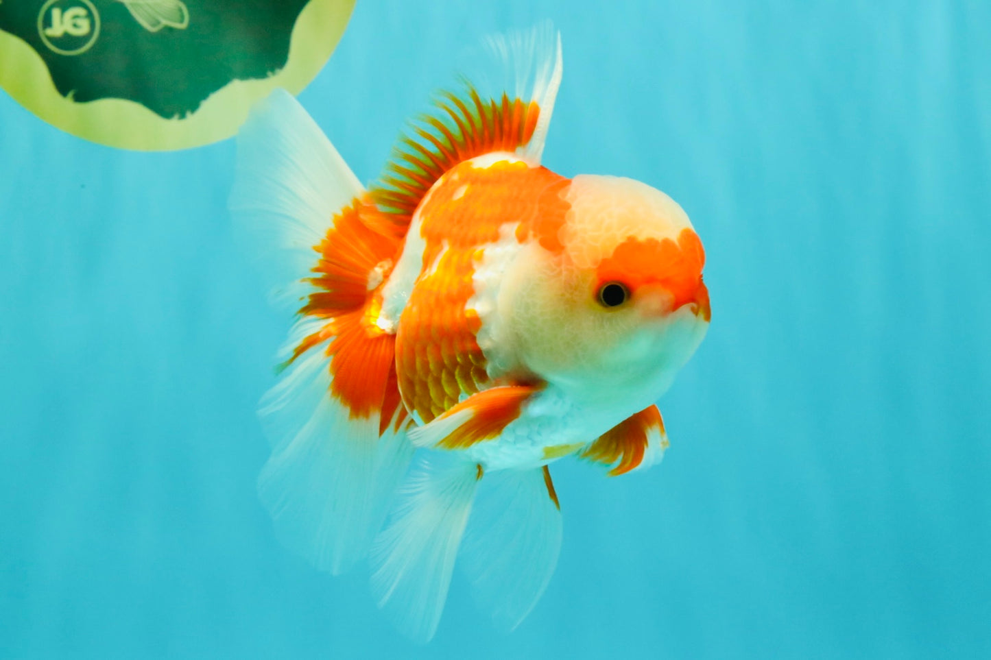 AAA Grade Red White Oranda Male 5 inches #061926OR_23