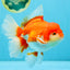 JUMBO AAA Grade Red White Oranda Female 6.5 inches #032726OR_06