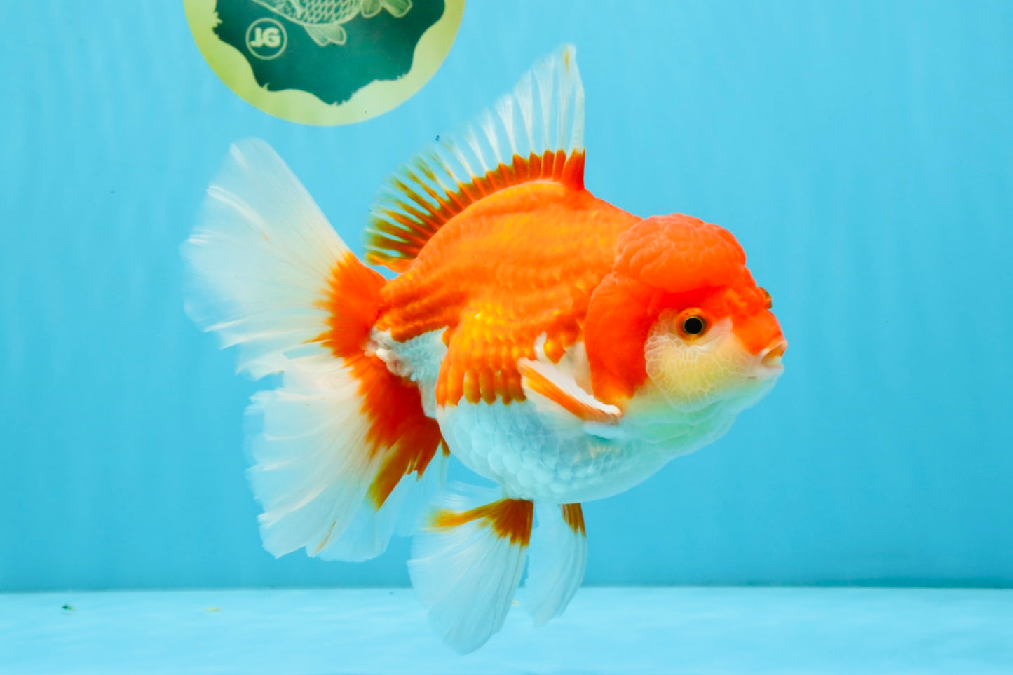 JUMBO AAA Grade Red White Oranda Female 6.5 inches #032726OR_06