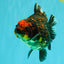 CHUNKY A Grade Tiger Yuanbao Female 5-5.5 inches #091826YB_10