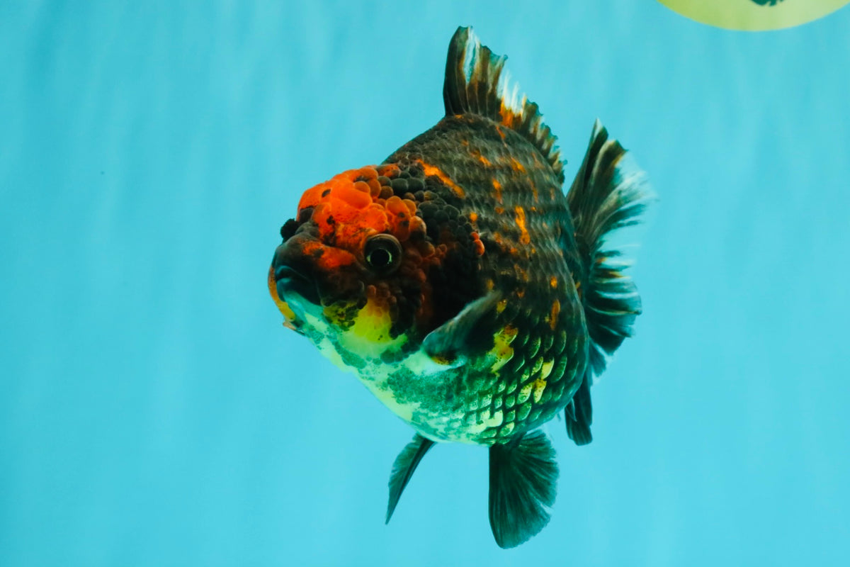 CHUNKY A Grade Tiger Yuanbao Female 5-5.5 inches #091826YB_10