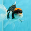 Rounded Tricolor Oranda Female 5 inches #122223OR_08