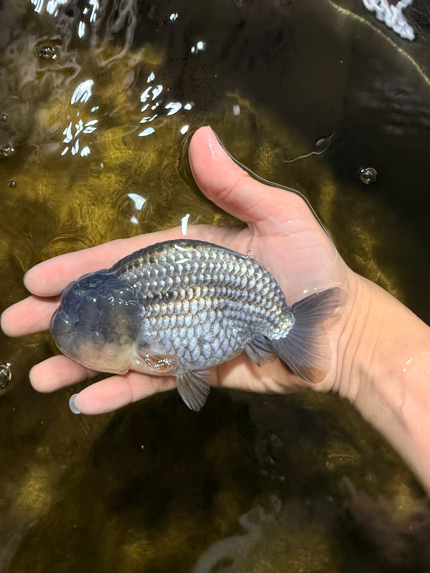 Blue LionChu Male 5 inches #103125LC_15