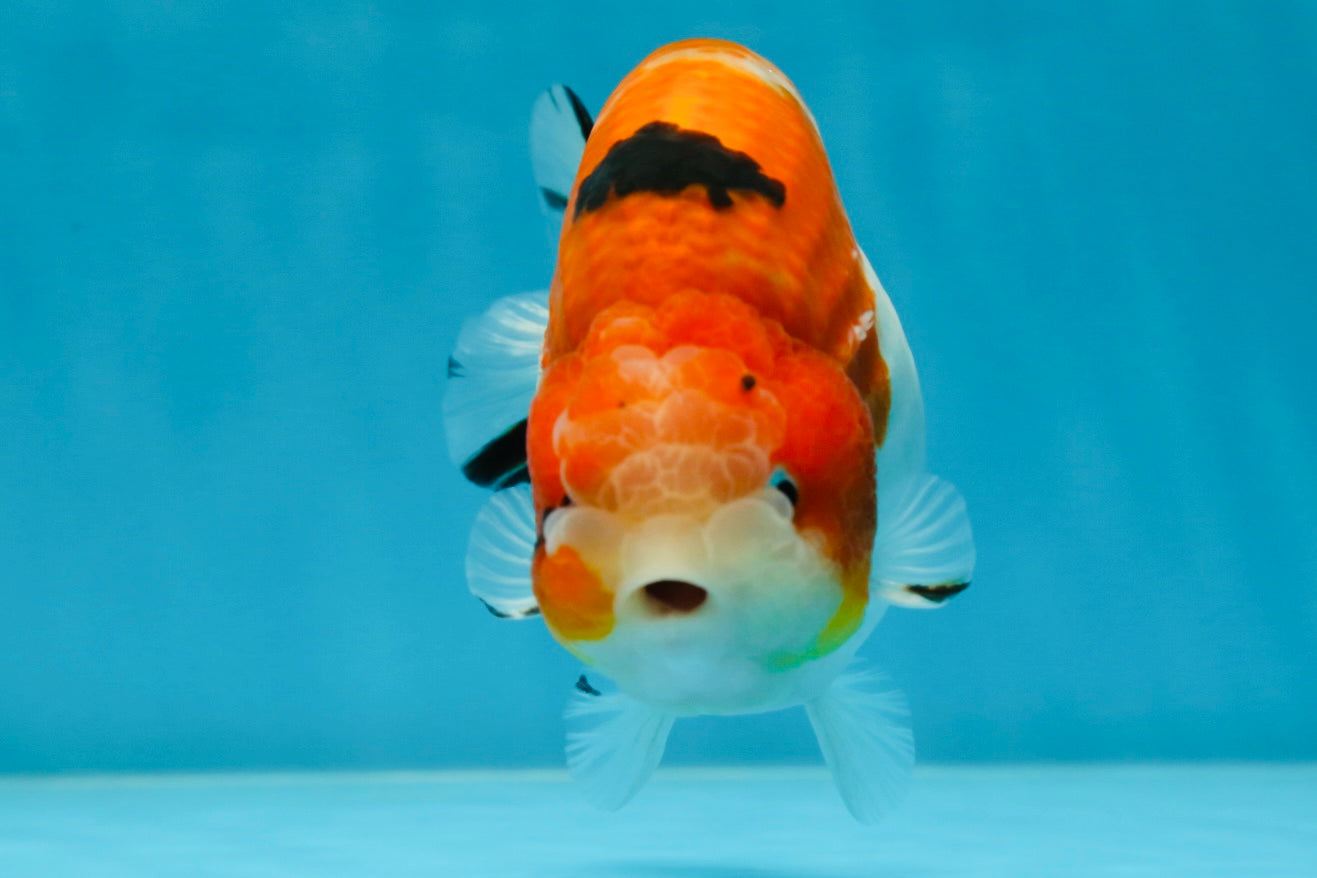 AAA Grade Strong Body Structure Sakura LionKing 5 inches #051625LC_08