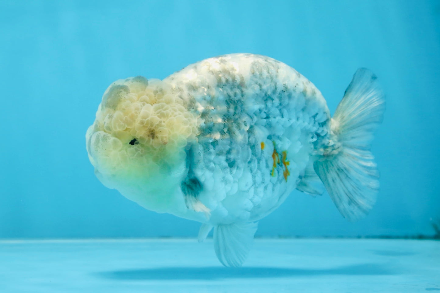 A Grade SUPER CUTE White Tiger LionKing 4.5 inches #100325LC_09