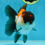 A Grade Tricolor Button Eyes Oranda Male 5-5.5 inches #080125OR_23