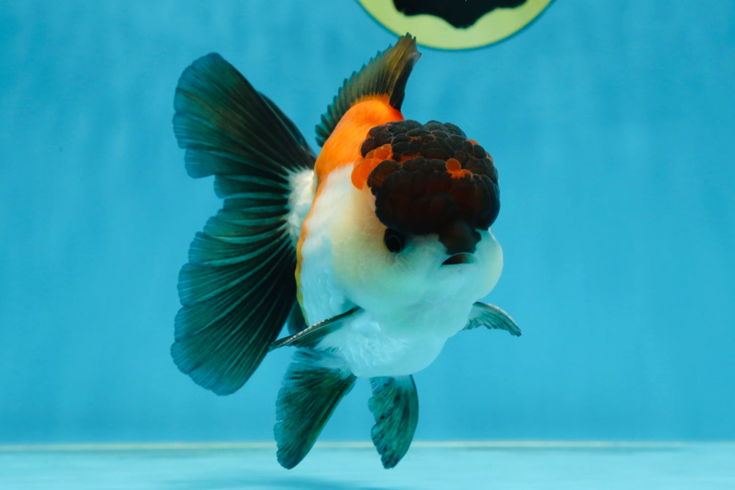 A Grade Tricolor Button Eyes Oranda Male 5-5.5 inches #080125OR_23