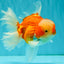 CHONKY A Grade Red White Oranda Male 6 inches #081426OR_06