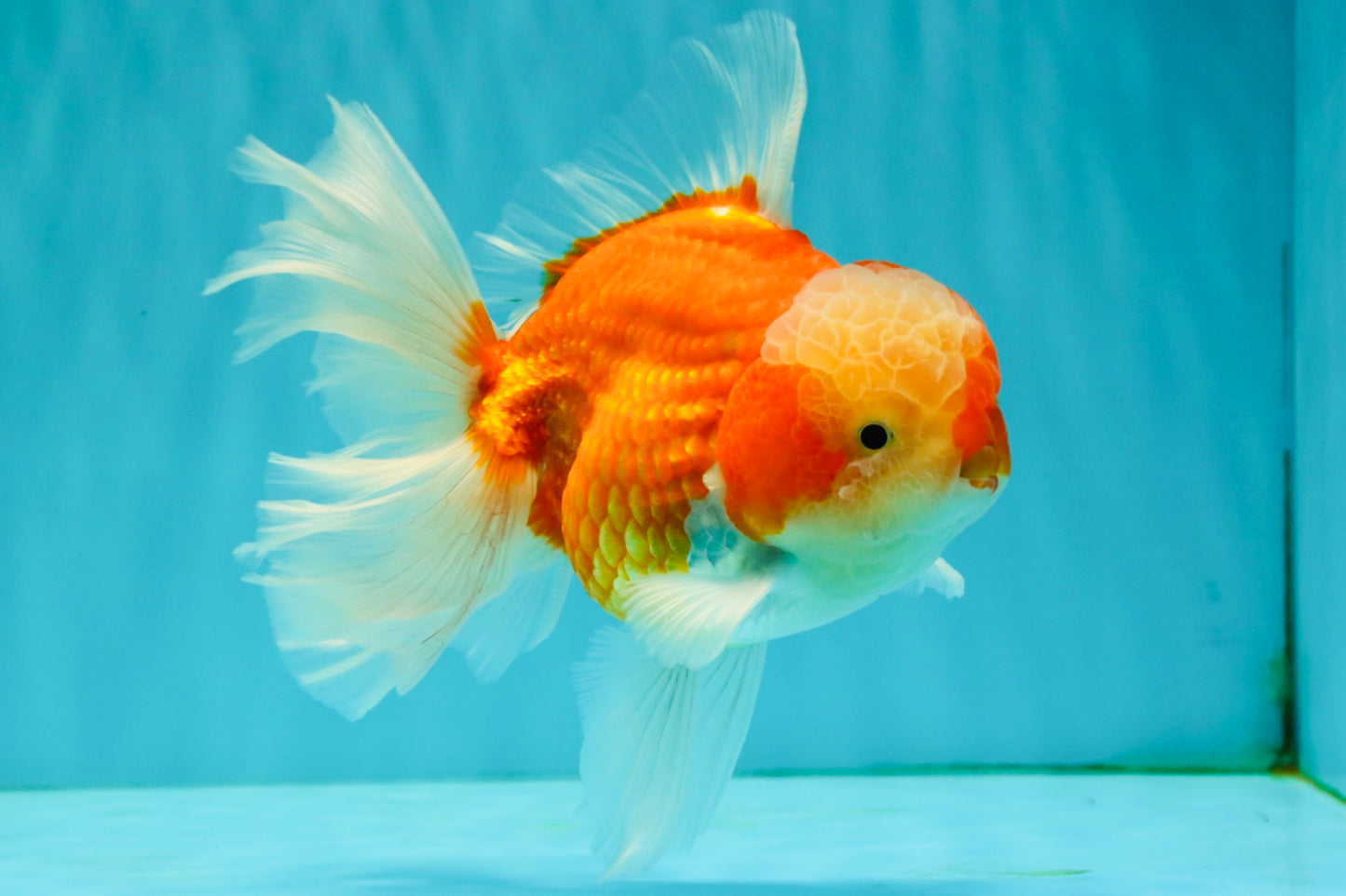 CHONKY A Grade Red White Oranda Male 6 inches #081426OR_06