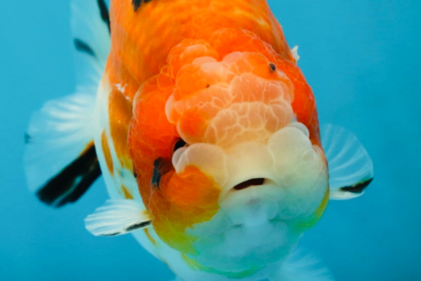 AAA Grade Strong Body Structure Sakura LionKing 5 inches #051625LC_08