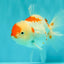 A Grade Red White Oranda Female 5.5 inches #061926OR_15