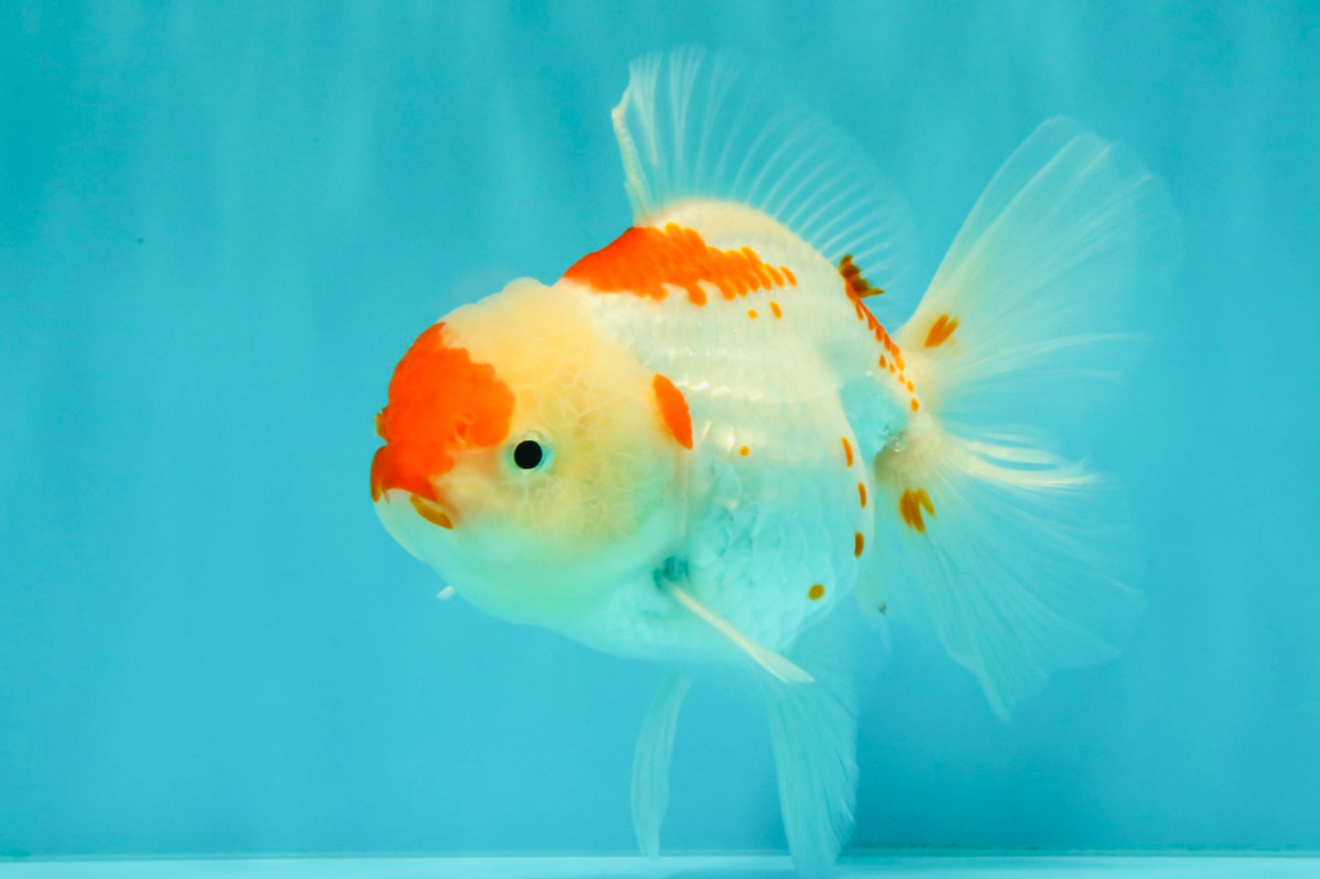A Grade Red White Oranda Female 5.5 inches #061926OR_15