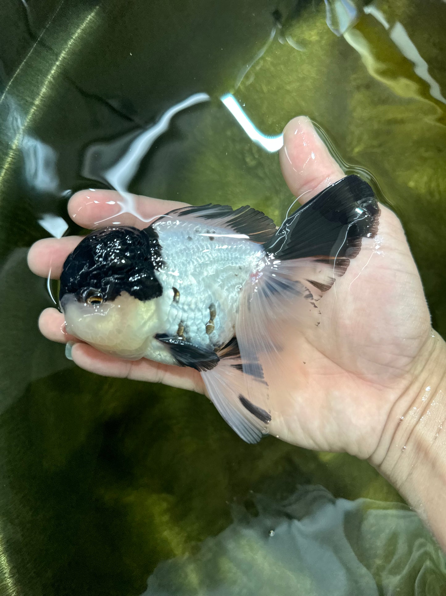 Cutie Face Panda Oranda Male 4.5-5 inches #042525OR_10