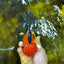 A Grade SUPER CUTE Apache Oranda Male 5.5 inches #072525OR_11