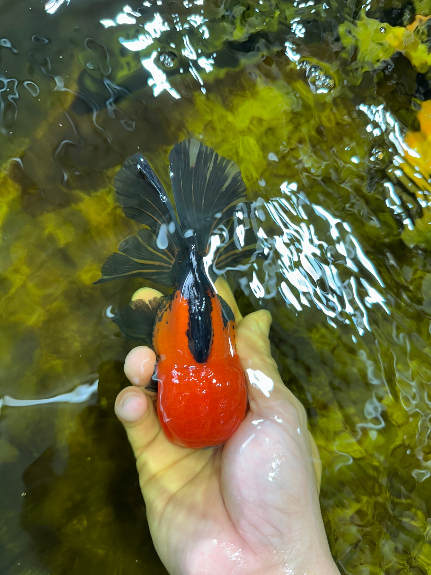 A Grade SUPER CUTE Apache Oranda Male 5.5 inches #072525OR_11