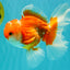 A Grade Red White Oranda Male 5-5.5 inches #091826OR_08