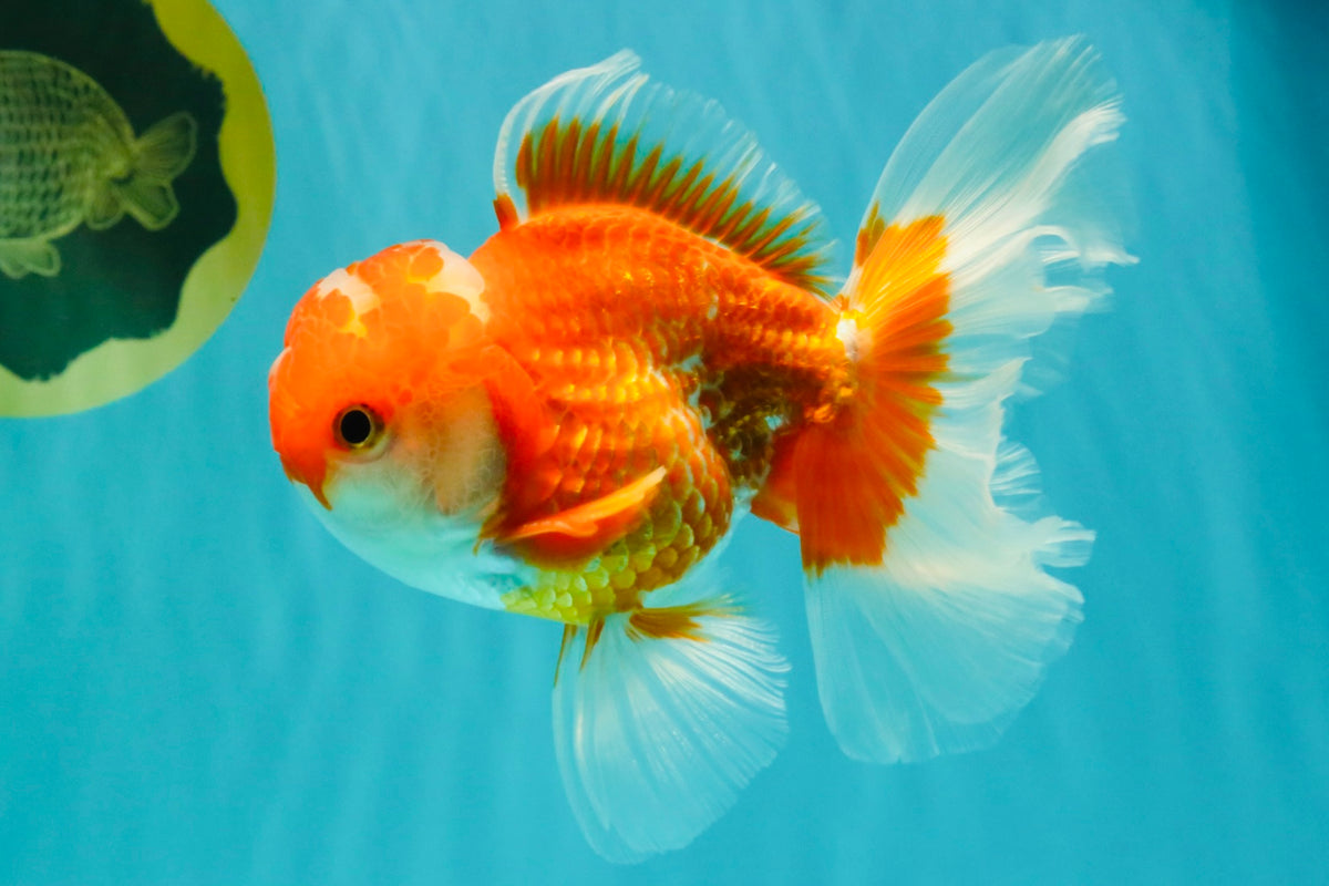 A Grade Red White Oranda Male 5-5.5 inches #091826OR_08