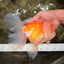 MASHMALLOW A Grade Red White Oranda Male 8 inches #090426OR_15
